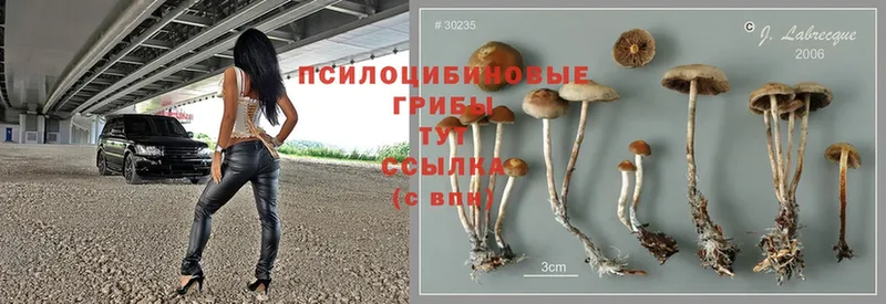 купить закладку  Изобильный  Псилоцибиновые грибы Psilocybine cubensis 